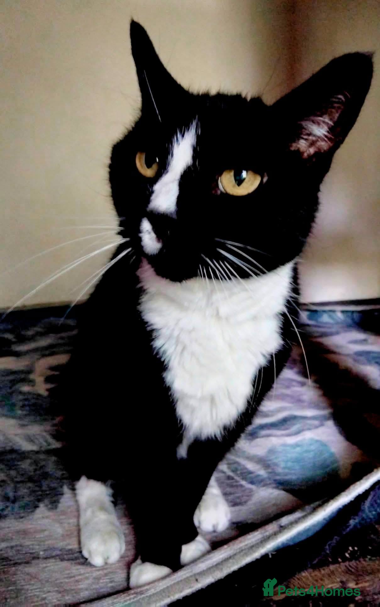 Mixed Breed cats 🆘💔Meet 16 year old Missi - Advert 1