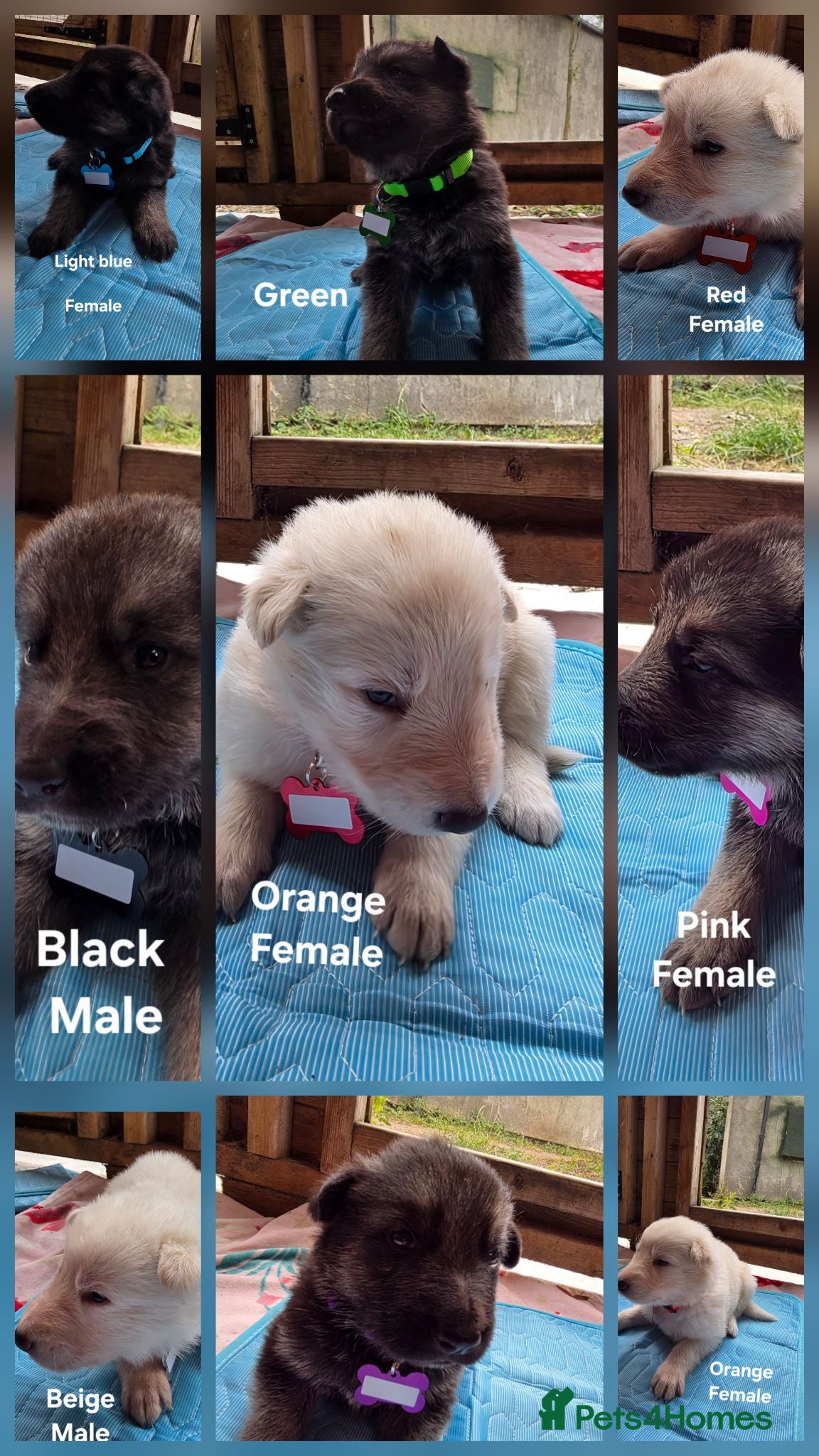 German Shepherd dogs Top blood line German Shpherd Puppies GSD KC REG - Advert 1