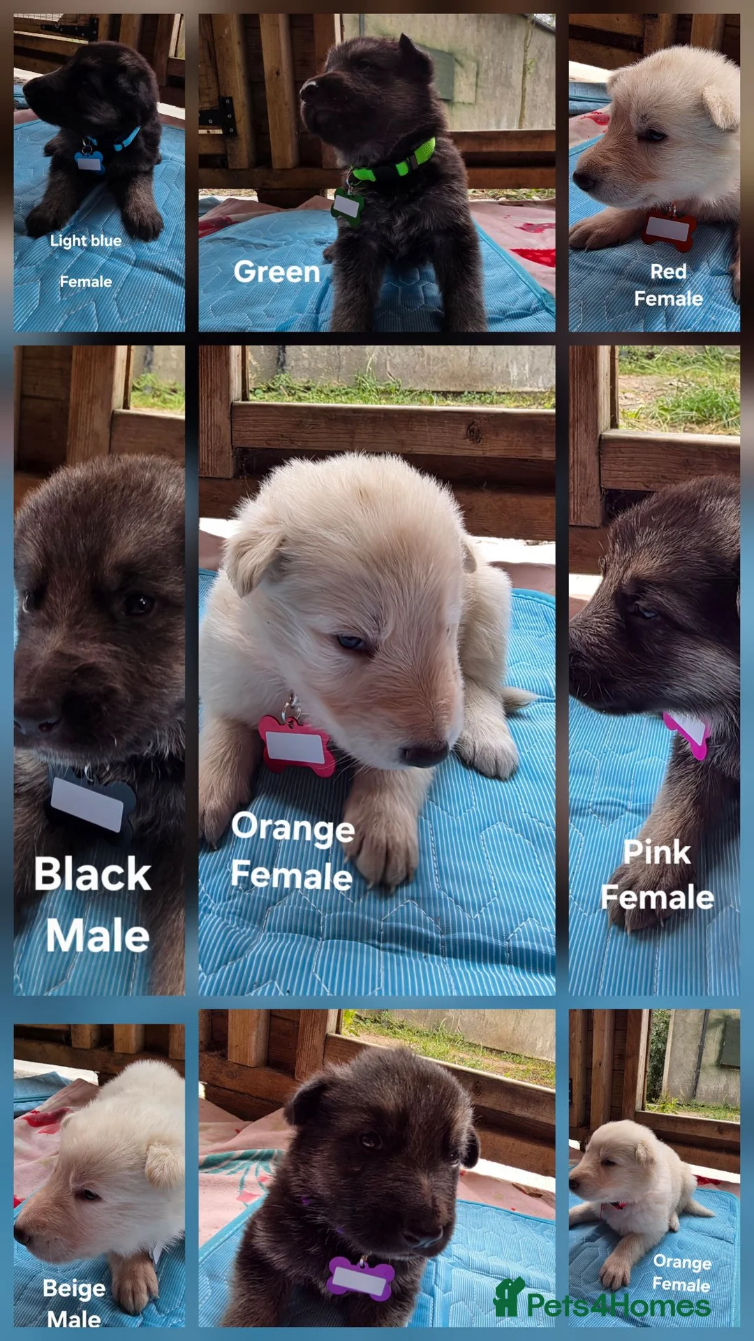 German Shepherd dogs for sale: Top blood line German Shpherd Puppies GSD KC REG in Stockport - Advert 1