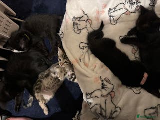 Mixed Breed cats Melanistic bengals/siamese’s (bengalese) - Advert 19