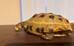 Tortoise reptiles for sale: Horsfield Tortoise - Image 2