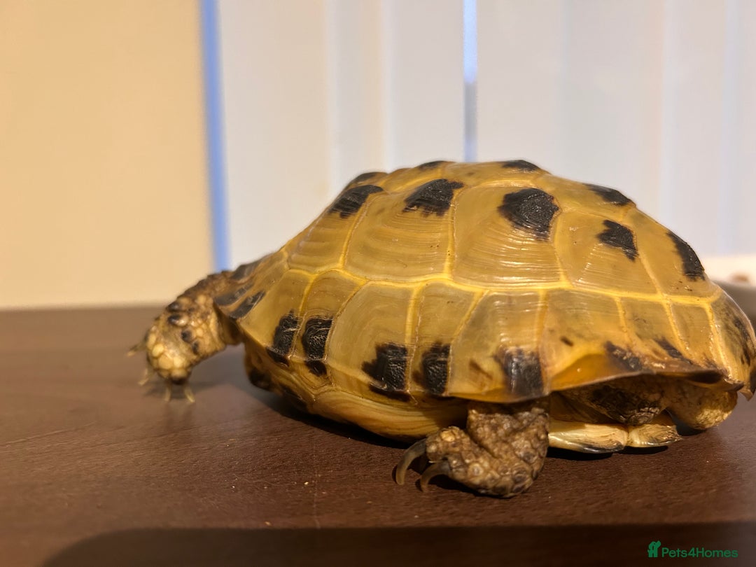 Tortoise reptiles for sale: Horsfield Tortoise - Image 2
