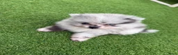 Pomeranian dogs for sale: 5 ⭐️ Pomeranian puppies  - Advert 3
