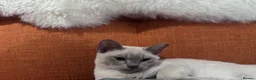 Burmese cats for sale: TICA reg pedigree Burmese  - Advert 2