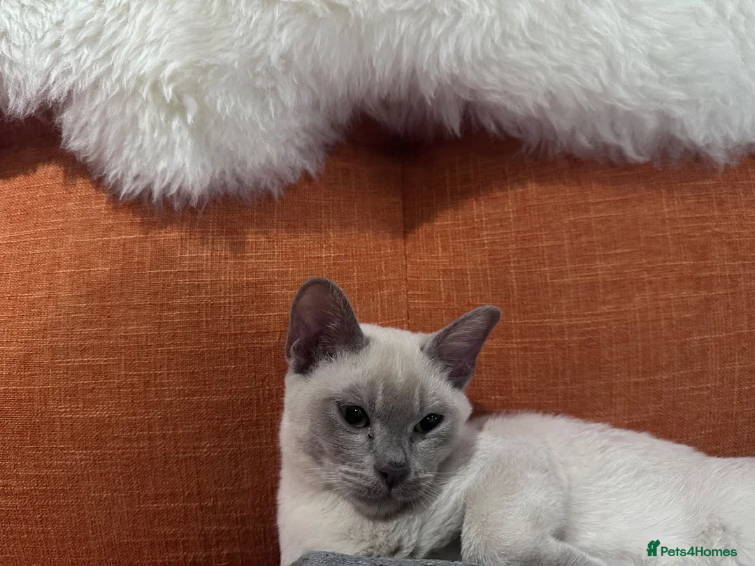 Burmese cats for sale: TICA reg pedigree Burmese  - Advert 2