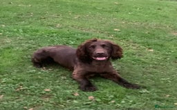 Cocker Spaniel dogs for sale: COCKER SPANIELS - Advert 19
