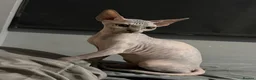 Sphynx cats for sale: Phynx girl  in Bedworth - Advert 6