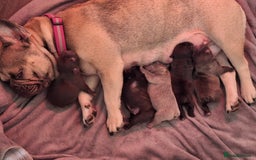 French Bulldog dogs for sale: 5 Beautiful French bulldogs - Image 32