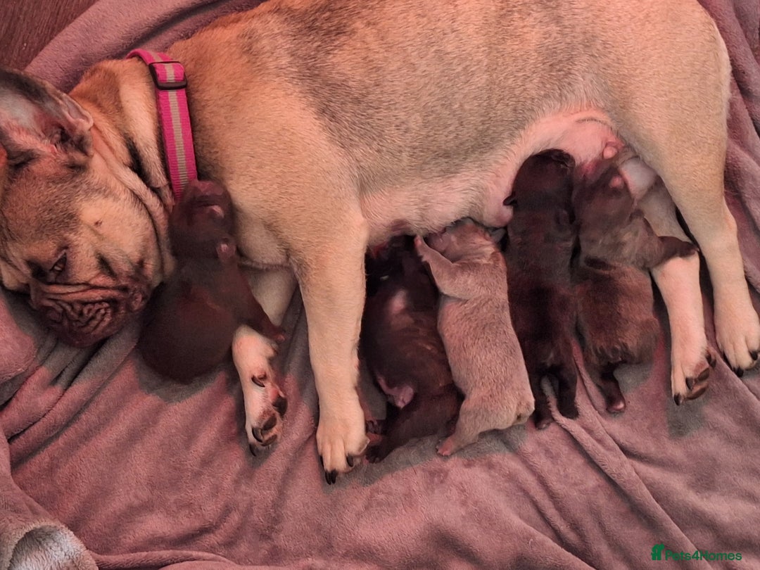 French Bulldog dogs for sale: 5 Beautiful French bulldogs - Image 32