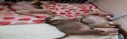 Mixed Breed dogs for sale: New English bulldog  - Advert 3