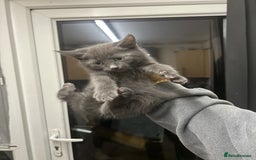 British Shorthair cats for sale: 5x British shorthair kittens for sale - Image 6