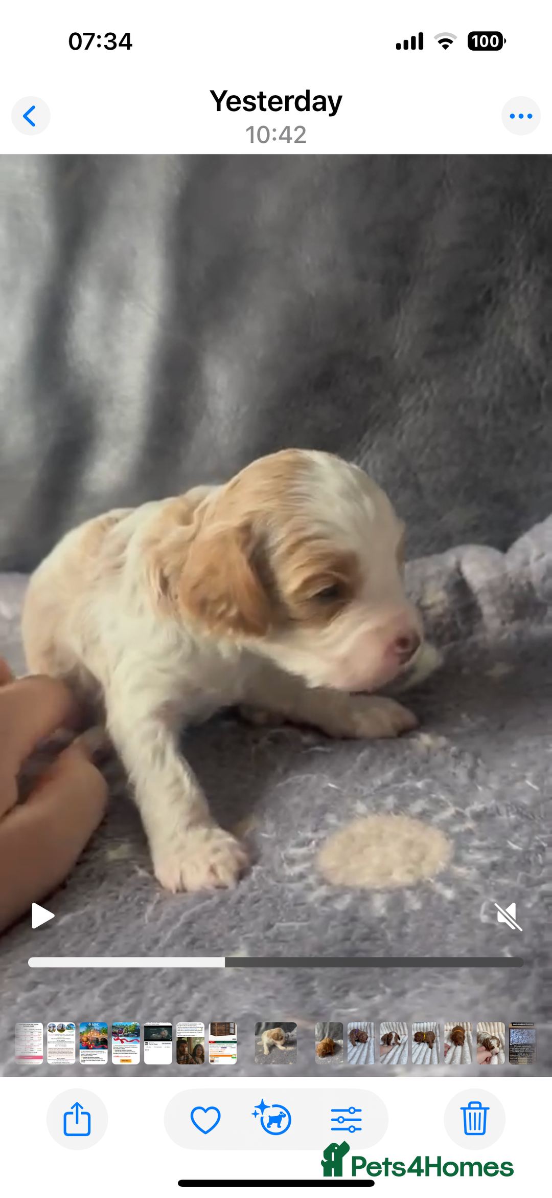 Cavapoo dogs for stud: PROVEN F1 Red Cavapoo stud-DNA Fully health tested - Advert 23