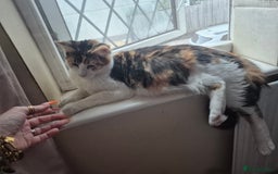 Maine Coon cats for sale: Beautiful Maine Coon Floofs - Image 16