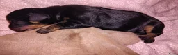 Mixed Breed dogs for sale: 5 beautiful dachshund cross brussels griffon pups  - Advert 7