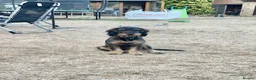 Mixed Breed dogs for sale: Cocker Spaniel cross wire haired dachshund Docker in Kettering - Advert 5