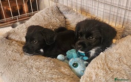 Mixed Breed dogs for sale: Gorgeous Jack x chihauhua pups ❤️ - Image 10