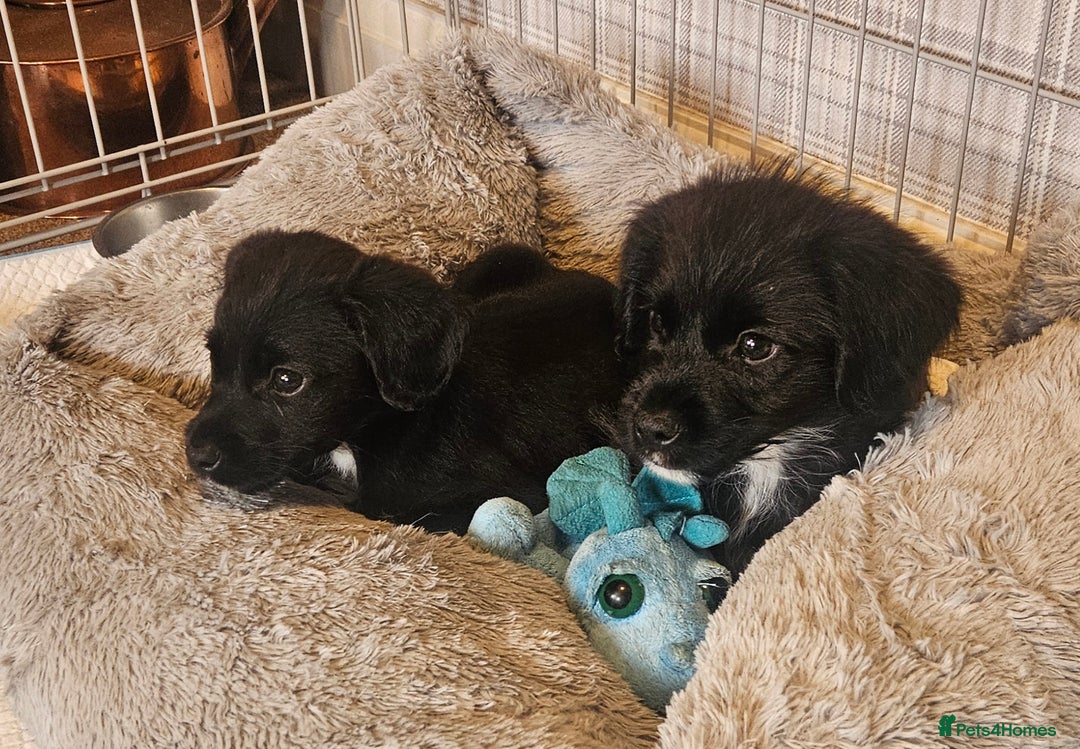 Mixed Breed dogs for sale: Gorgeous Jack x chihauhua pups ❤️ - Image 10
