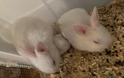 New Zealand rabbits for sale: Baby New Zealand bunnies for sale in hull - Image 2