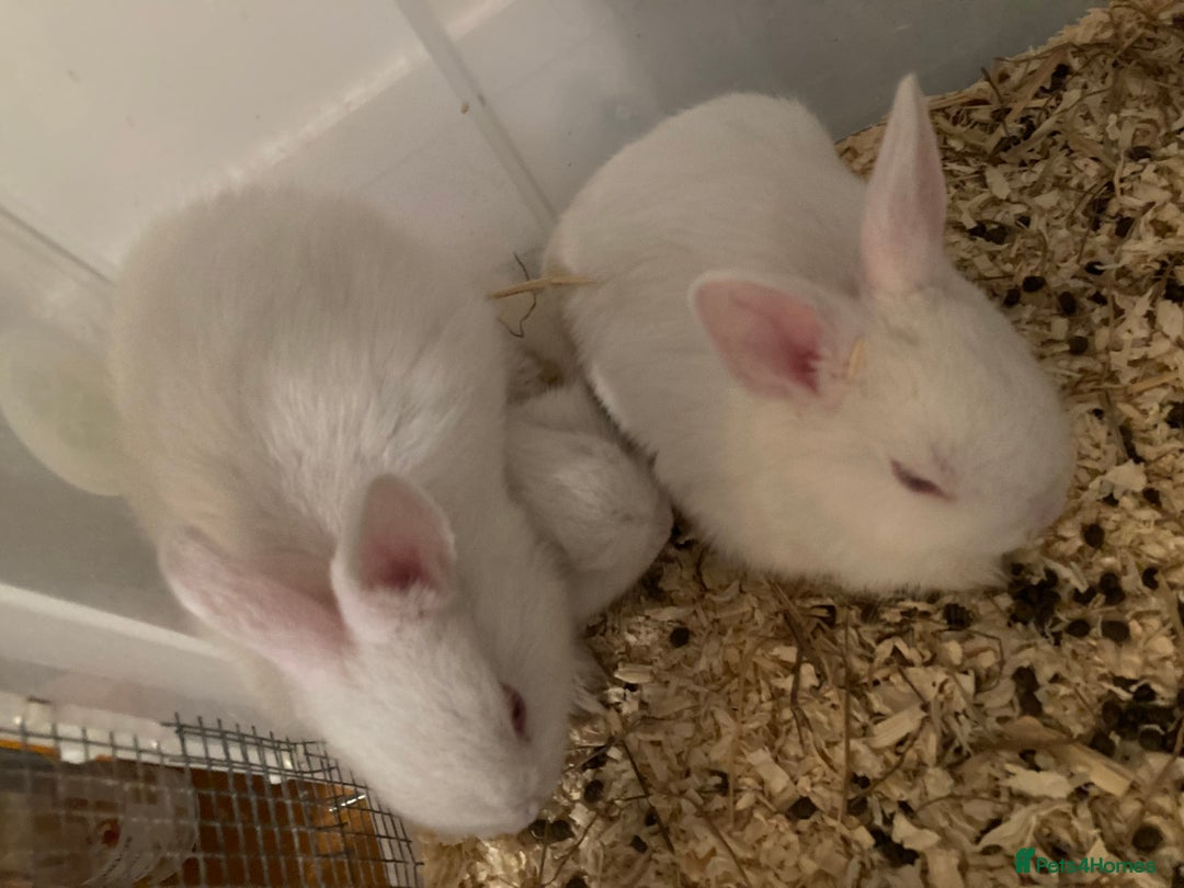 New Zealand rabbits for sale: Baby New Zealand bunnies for sale in hull - Image 2