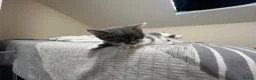 Mixed Breed cats for sale: Kittens for sale (grey girl left) in Honiton - Advert 4