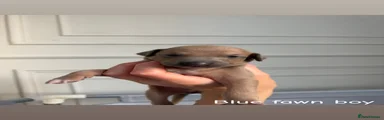 Italian Greyhound 2