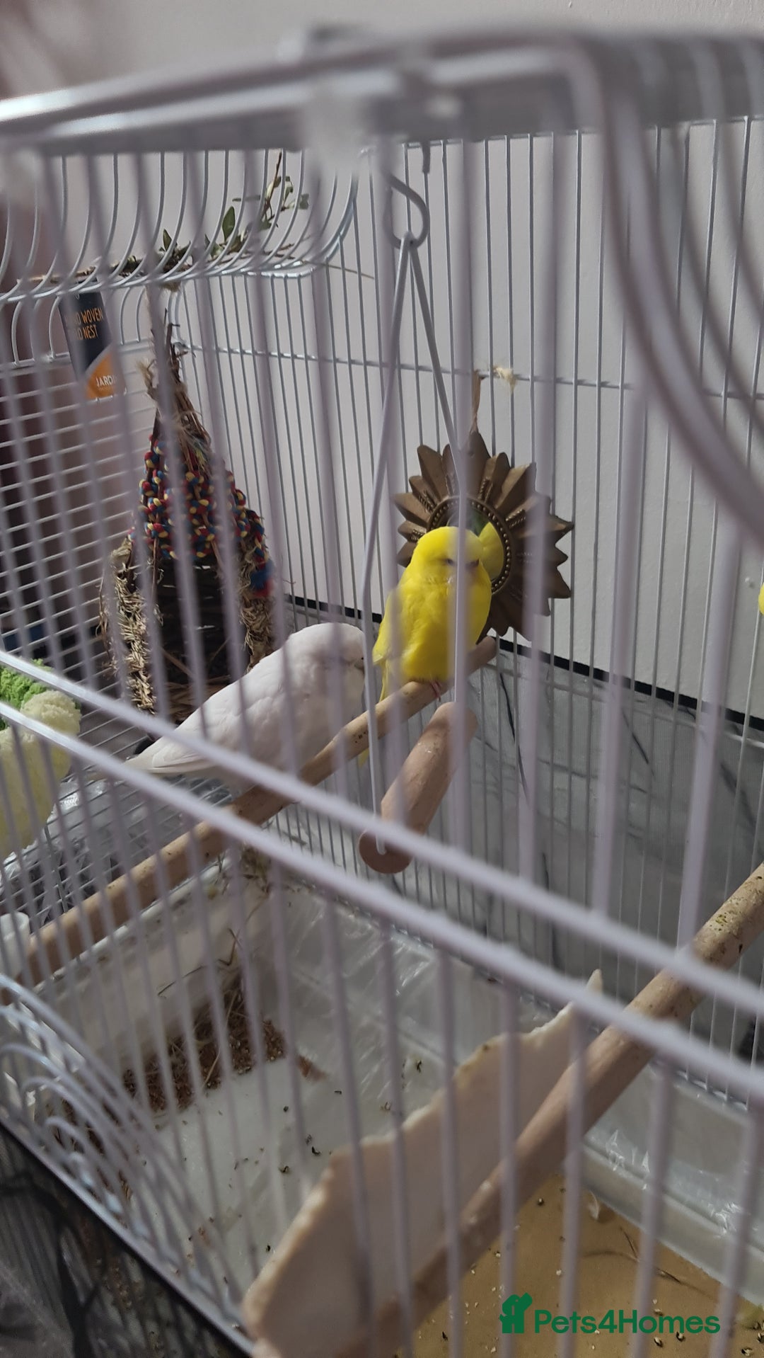 Budgerigars birds for sale: Budgies  - Image 3