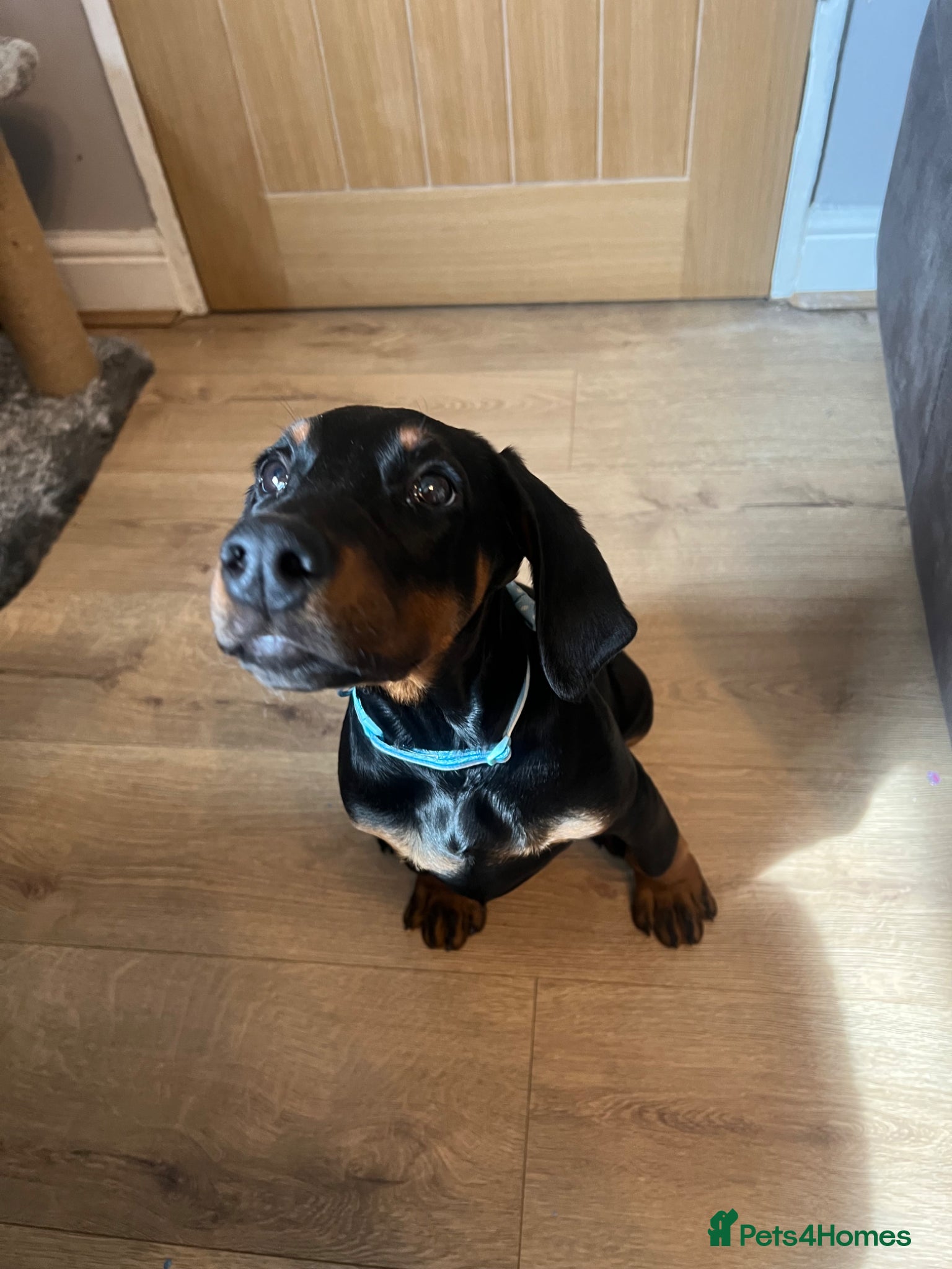 Dobermann dogs Female Dobermann Puppy - Advert 2