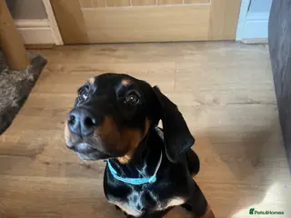 Dobermann dogs Female Dobermann Puppy - Advert 2