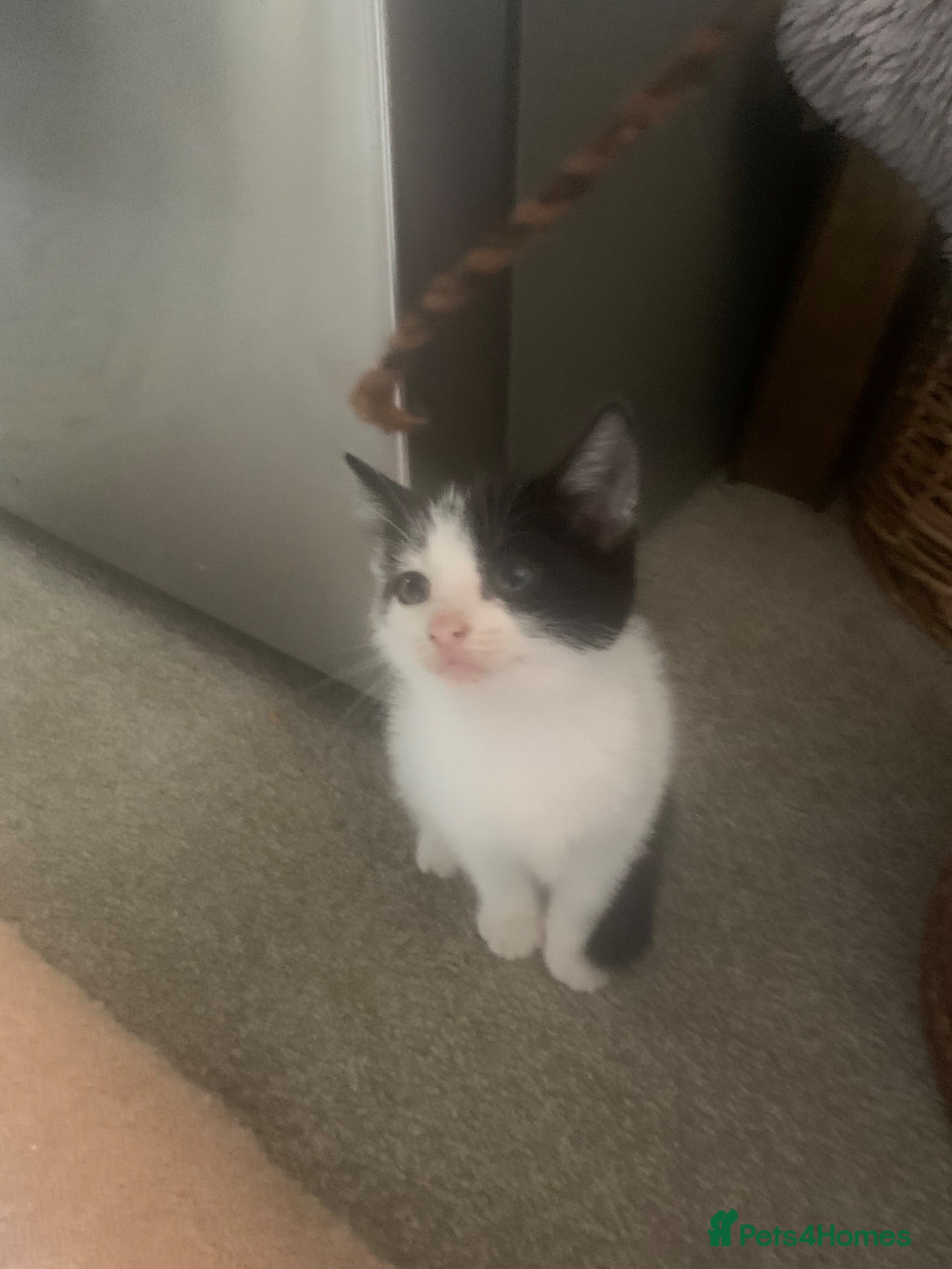 Mixed Breed cats Adorable kittens  - Advert 14