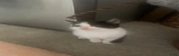 Mixed Breed cats for sale: Adorable kittens  - Advert 22