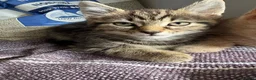 Mixed Breed cats for sale: 2 beautiful sisters  - Advert 11