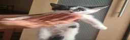 Mixed Breed cats for sale: 6 Fluffy Kitties - Advert 14