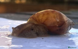 Snails invertebrates for sale: Giant African Snail Albino and normal - Advert 3