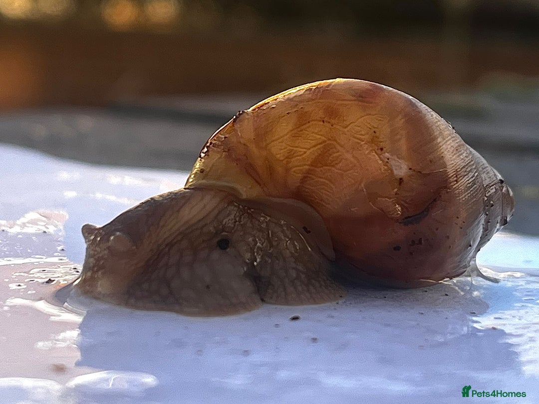 Snails invertebrates for sale: Giant African Snail Albino and normal - Advert 3