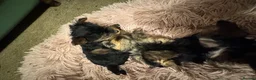 Yorkshire Terrier dogs for sale: Gorgeous Yorkshire Terrier Puppies Ready to go! 🐾 - Advert 6