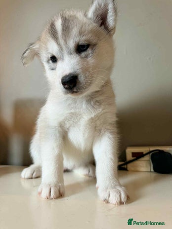 Siberian Husky dogs - Advert 2