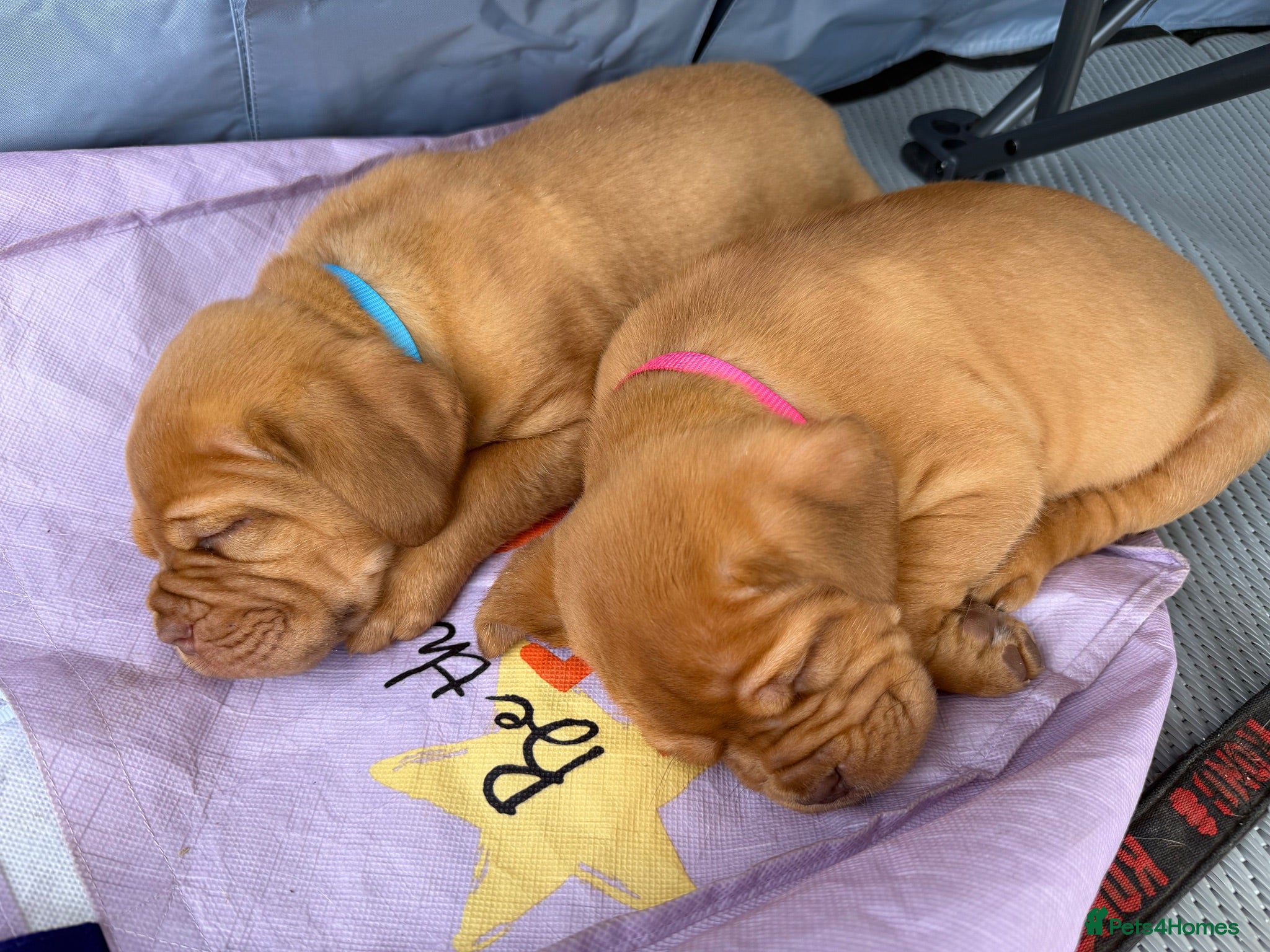 Dogue De Bordeaux dogs Stunning litter of dogue de Bordeaux - Advert 1