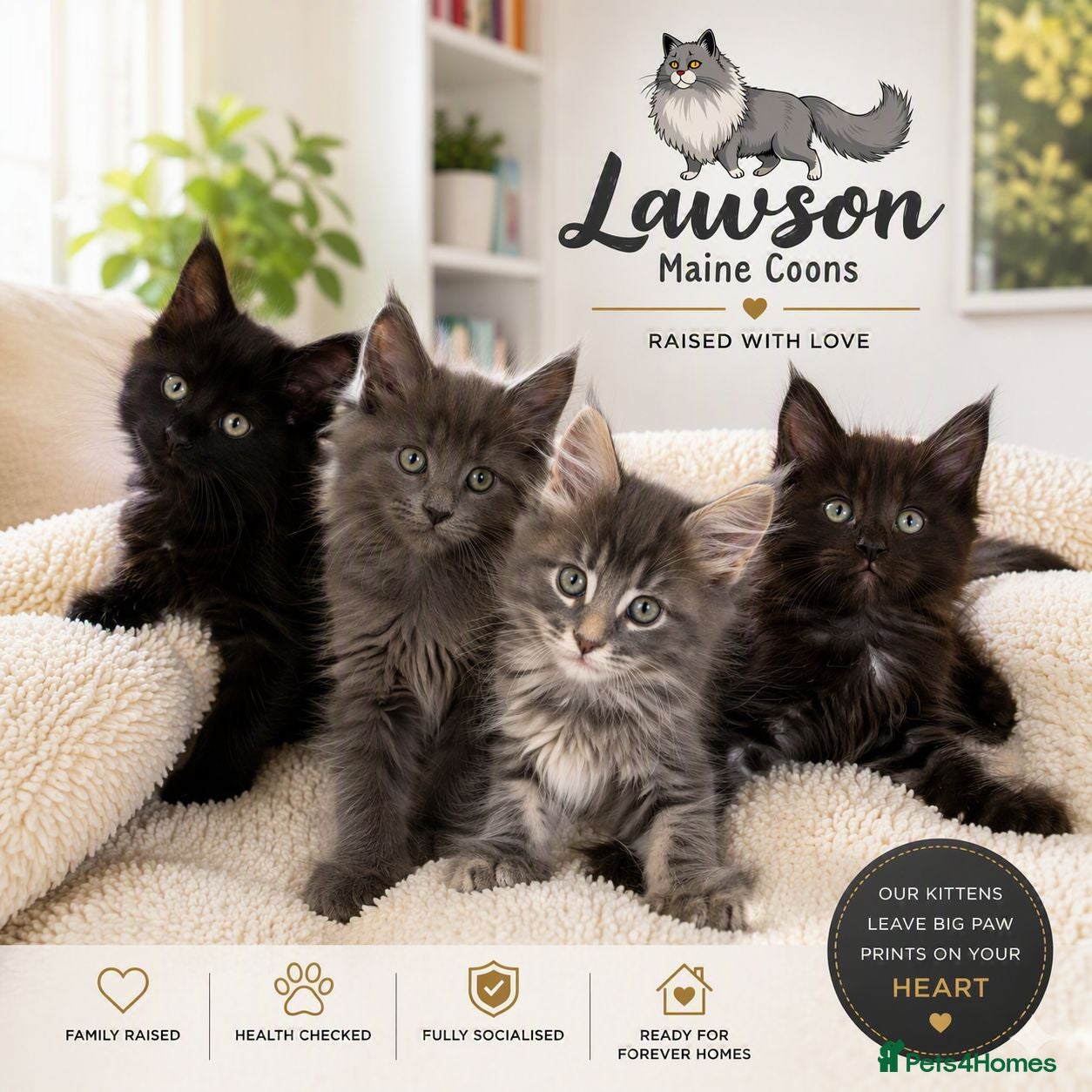 Maine Coon cats 🐈🐈‍⬛ Beautiful litter 💕🐱 - Advert 13