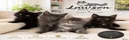 Maine Coon cats for sale: 🐈🐈‍⬛ Russian/European Bloodline Kittens 💕🐱 - Advert 2