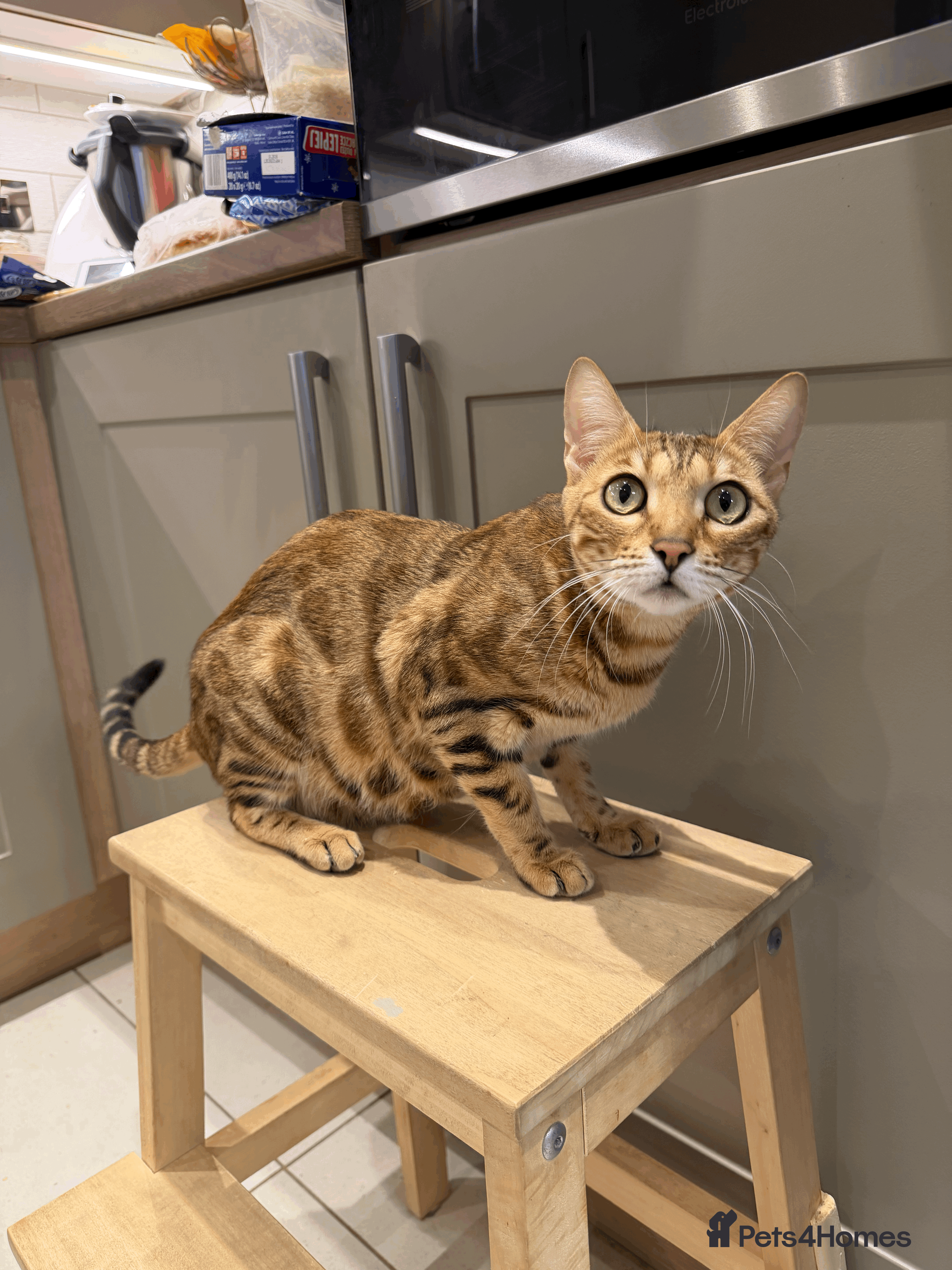 Bengal cats 🐾 Purebred Bengal Kittens for Sale 🐾 - Advert 4