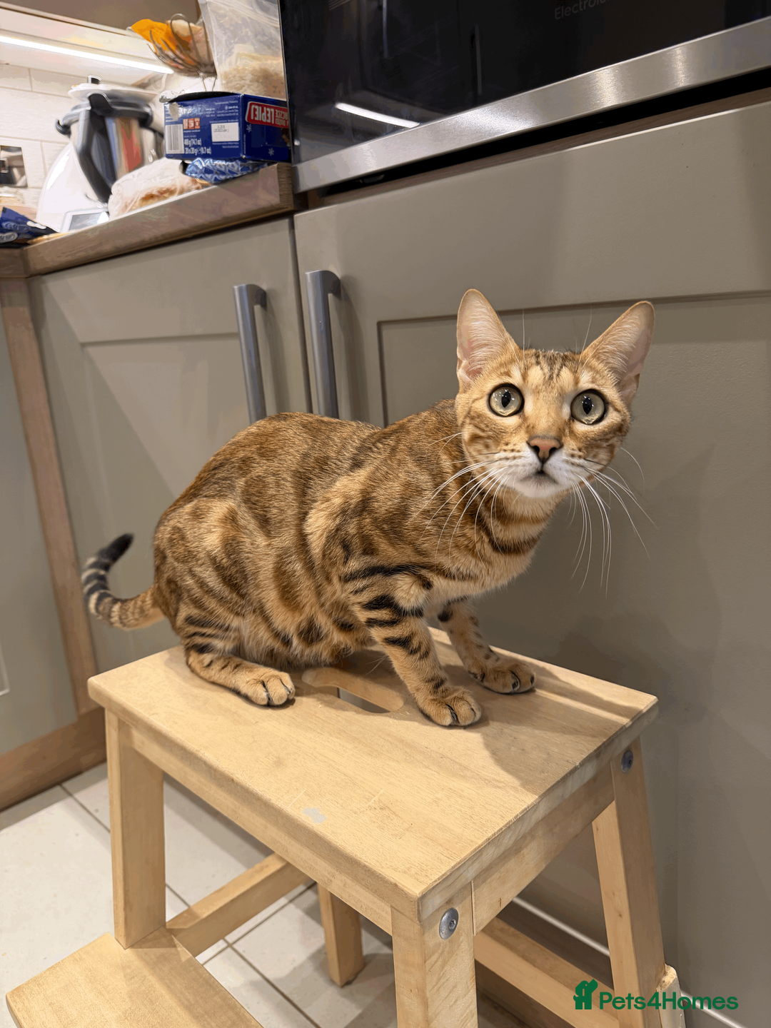 Bengal cats for sale: 🐾 Purebred Bengal Kittens for Sale 🐾 - Advert 1