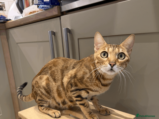 Bengal cats 🐾 Purebred Bengal Kittens for Sale 🐾 - Advert 4