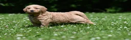 Goldendoodle dogs for sale: Quality Health Tested Goldendoodles - Advert 24