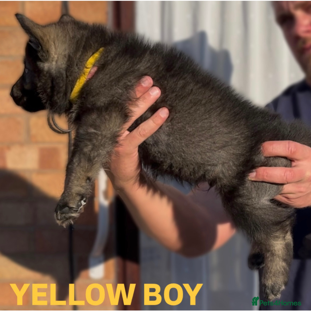 German Shepherd dogs for sale: Czech line German shepherds  - Image 13