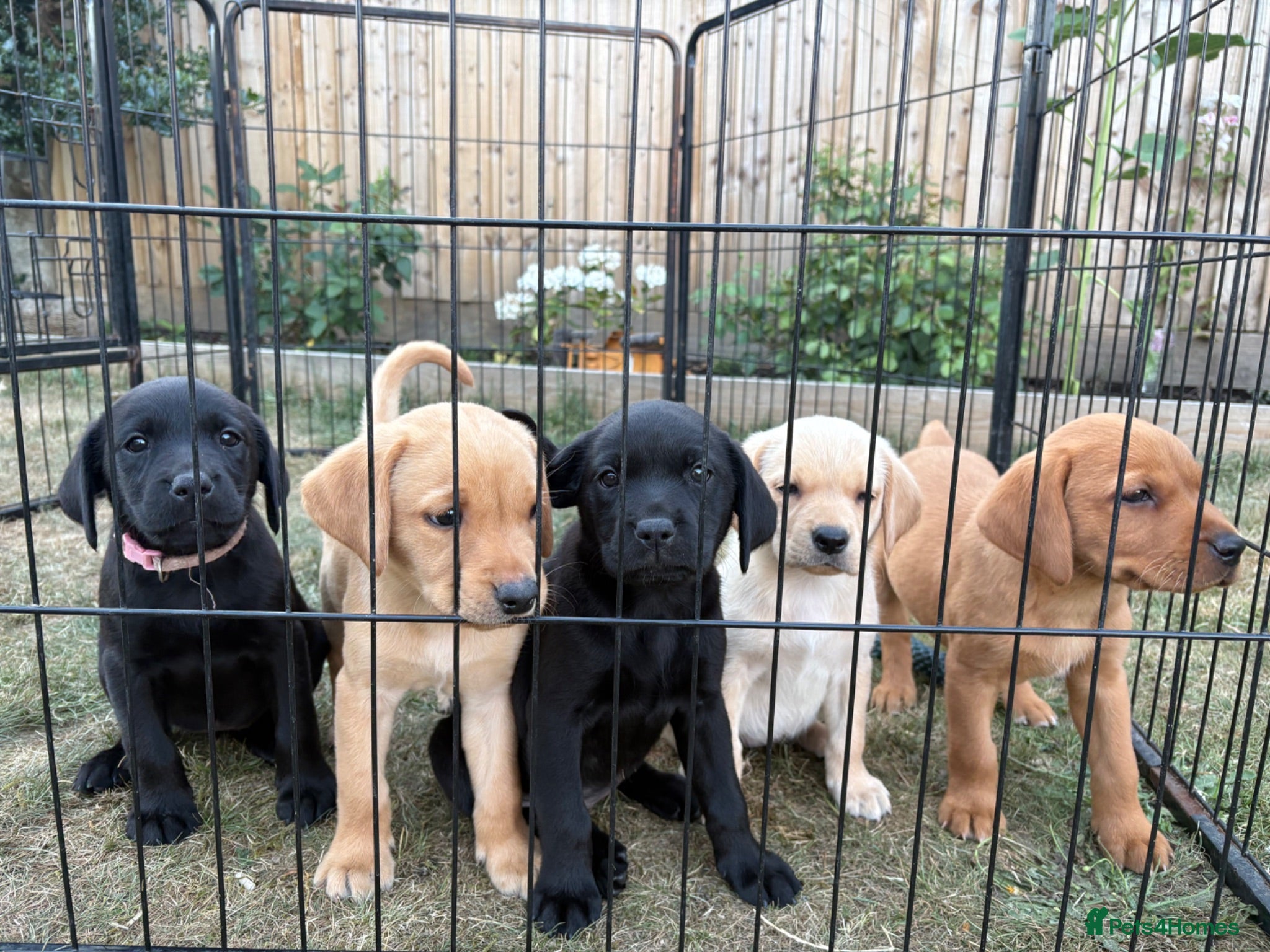 Labrador Retriever dogs KC Registered Labrador Puppies for Sale  - Advert 1