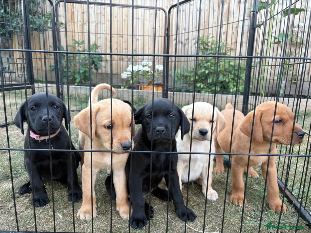 Labrador Retriever dogs for sale: KC Registered Labrador Puppies for Sale  - Advert 1
