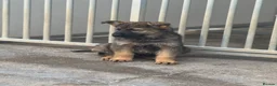 German Shepherd dogs for sale: Kc Gsd pups READY NOW 1 SABLE FEMALE AVAILABLE  - Advert 3