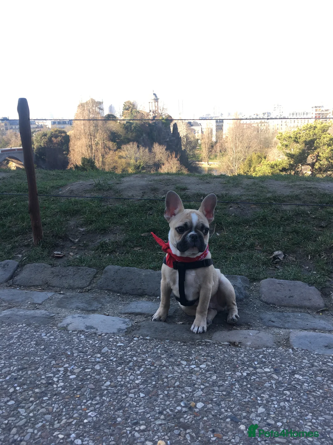 French Bulldog dogs for stud: Sperm donor - Advert 5