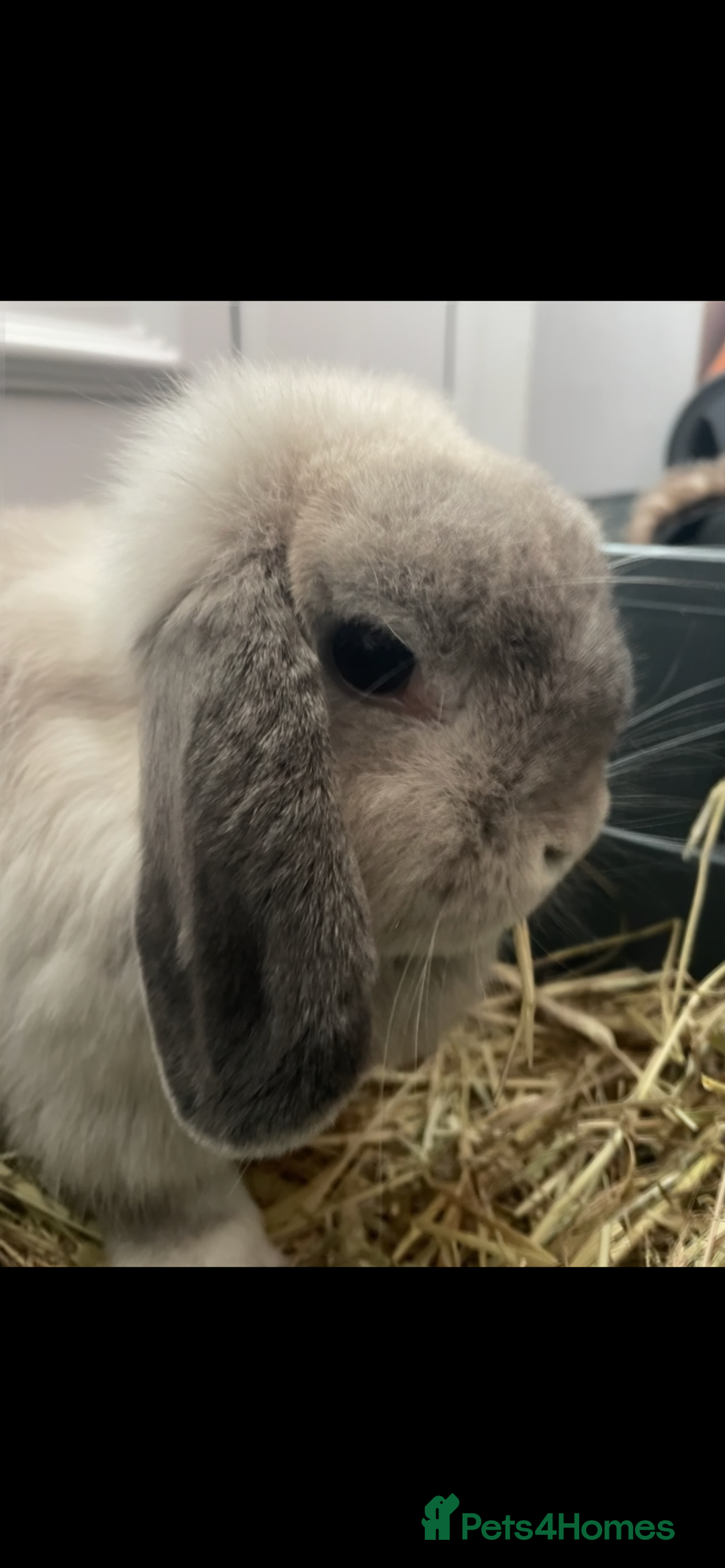 Mini Lop rabbits for sale: Lovely retired mini lop doe!  - Image 5