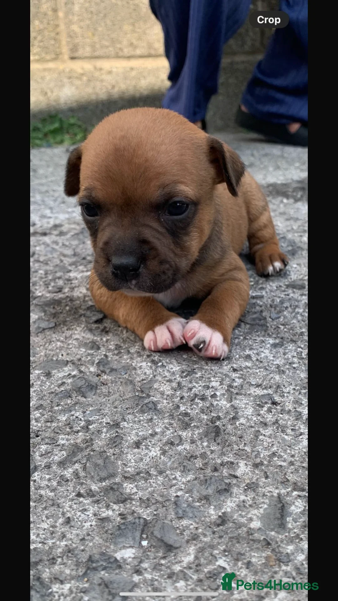 Staffordshire Bull Terrier dogs for sale: Staff puppies  - Advert 2